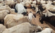 Eid-el-Kabir: Lagos govt bans sale of rams on highways