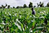 Kano govt invests N16.6bn in agriculture for 2025