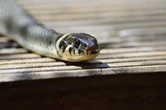 Declare snake bite emergency in Benue – Activist tells state govt