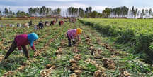 Bauchi farmers decry rising theft of produce as harvest season begins