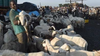 Eid-el-Kabir: Don’t grieve if you can’t afford ram – Cleric tells Muslims
