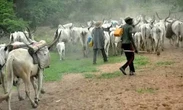 Police inspector, civilian shot dead by suspected herders in Benue