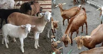 Kano govt arrests goats for alleged eating of tree seedlings
