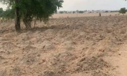 Farmer cries out as herdsmen destroy cassava farm in Nasarawa