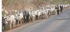 Abia community renews ban on open grazing of cattle