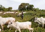 Many feared killed as farmers, herders clash in Niger community