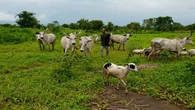 Akpete massacre: Enforce anti-open grazing law nationwide – Benue commissioner, Omale to FG