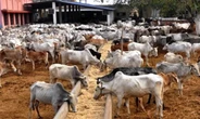 Kwara council chairman gives reasons for closure of cattle markets