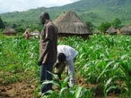 Ogun farmers receives 11,000 free cash crops seedlings