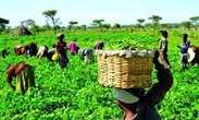 FG seeks media, CSOs support on agricultural policies for food security