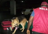 NDLEA busts drug smuggling ring using fuel truck, arrests four in Niger
