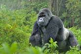 Again, gorilla sighted in Cross River community