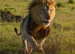 Tragedy as lion mauls zookeeper to death