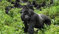 World Gorilla Day: Human activities responsible for extinction of wildlife – Conservators