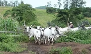 Rustlers kill herder, make away with unknown number of cattle