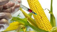 World Food Safety Day: Experts relaunch call for suspension of GMOs in Nigeria