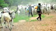 Benue monarch bemoans herdsmen invasion, invokes deities on collaborators