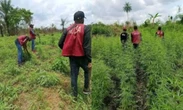 Troops, NDLEA destroy illegal cannabis farm in Cross River