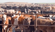 Nigeria moves against livestock diseases, seeks wider vaccine distribution