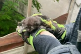 Рятувальники визволили кошеня з бетонної пастки у Кременчуці (фото)
