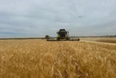 Одещина вибилась у лідери по збору зерна: статистка збору врожаю