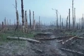Дослідження: за час великої війни Росія завдала збитків клімату на $32 млрд