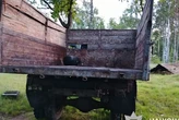 37-річний киянин піде під суд за незаконну вирубку дубів та сосен на Вишгородщині