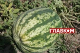Сезон кавунів: коли починати? Науковиця дала пораду споживачам