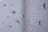 Google знайшов спосіб зменшити популяцію комарів зі смертельним вірусом