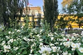 Дощі відступають, іде літнє тепло: як зміниться погода в Києві до 20 червня