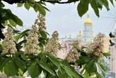 Київські каштани зникають: вчений пояснив, що відбувається із символом столиці