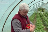 Переселенка, яка приїхала «з однією сумкою», тепер має шість теплиць з полуницею на Хмельниччині