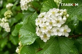 Після спеки — комфортне тепло й місцями грози: погода на 25 липня 2026 року