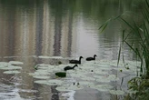 Київські озера «цвітуть»: як місто бореться з водоростями