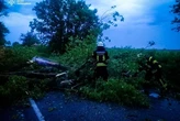 Негода на Київщині: рятувальники двічі виїжджали на виклик через падіння дерев