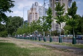 Київ продовжить використовувати торби для поливу дерев: як вони працюють