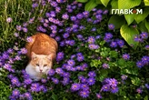 Дощі з грозами накриють окремі області України: погода на 31 травня 2026 року