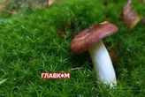 У деяких випадках грибники заплатять штраф за «тихе полювання»: подробиці