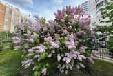 Від +4°C до майже +30°C: чим дивував травень у столиці та які рекорди побив