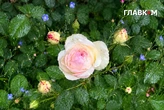 В Україні потепліє до 27°, зростає пожежна небезпека: погода на 19 червня