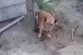 На Закарпатті чоловік забив сусідського собаку до смерті на очах у дітей