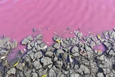 Рожева вода та масова загибель риби на Одещині: екологи взяли проби для аналізу