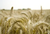 Росія змушуює українських аграріїв в окупації продавати пшеницю за безцінь