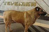 У Києві пса, що ховається у метро під час тривоги, перестали пускати всередину. Зоозахисники б'ють на сполох