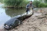 Польський рибалка впіймав сома-гіганта