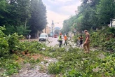 Повалені дерева та побиті автівки. Мер Львова показав наслідки негоди