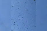 Олег Тягнибок зафіксував нашестя сарани на Запорізьку область (відео)