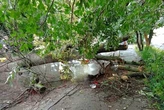 Буревій у Києві повалив кілька дерев, є пошкоджені авто (фото)