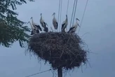 Диво природи на Київщині: місцеві жителі помітили близько 10 лелек у одному гнізді