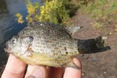 У водоймах Києва оселився «окунь-піранья»